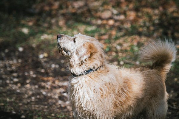 Wie kann man die Allergien von Hunden erkennen und behandeln?