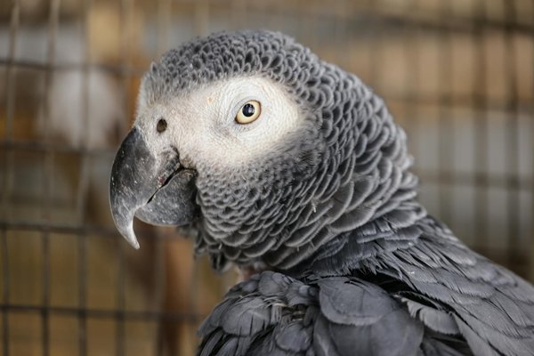 Welche ErnÃ¤hrung ist optimal fÃ¼r aktive Hunde?